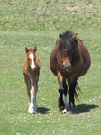 SX14242 Horse and foal approaching.jpg